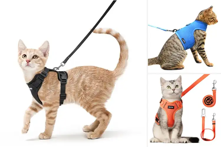 Detailed view of Best Breathable Cat Vests