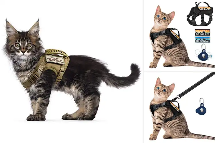 Detailed view of Best Molle Cat Harnesses